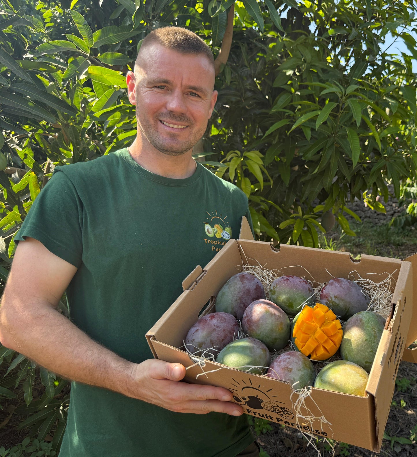 Mango kent hold by a man in a box