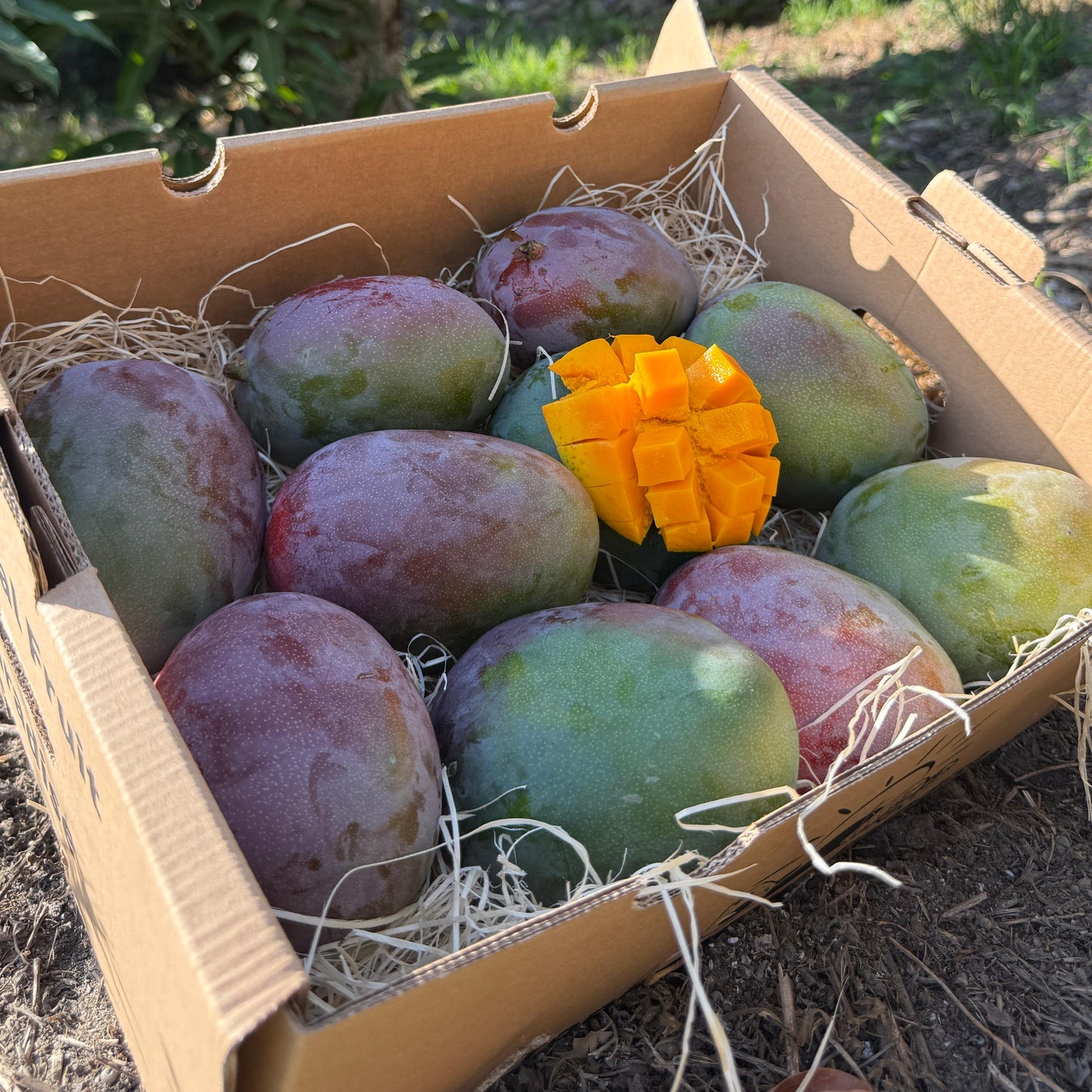 Mango kent in a box