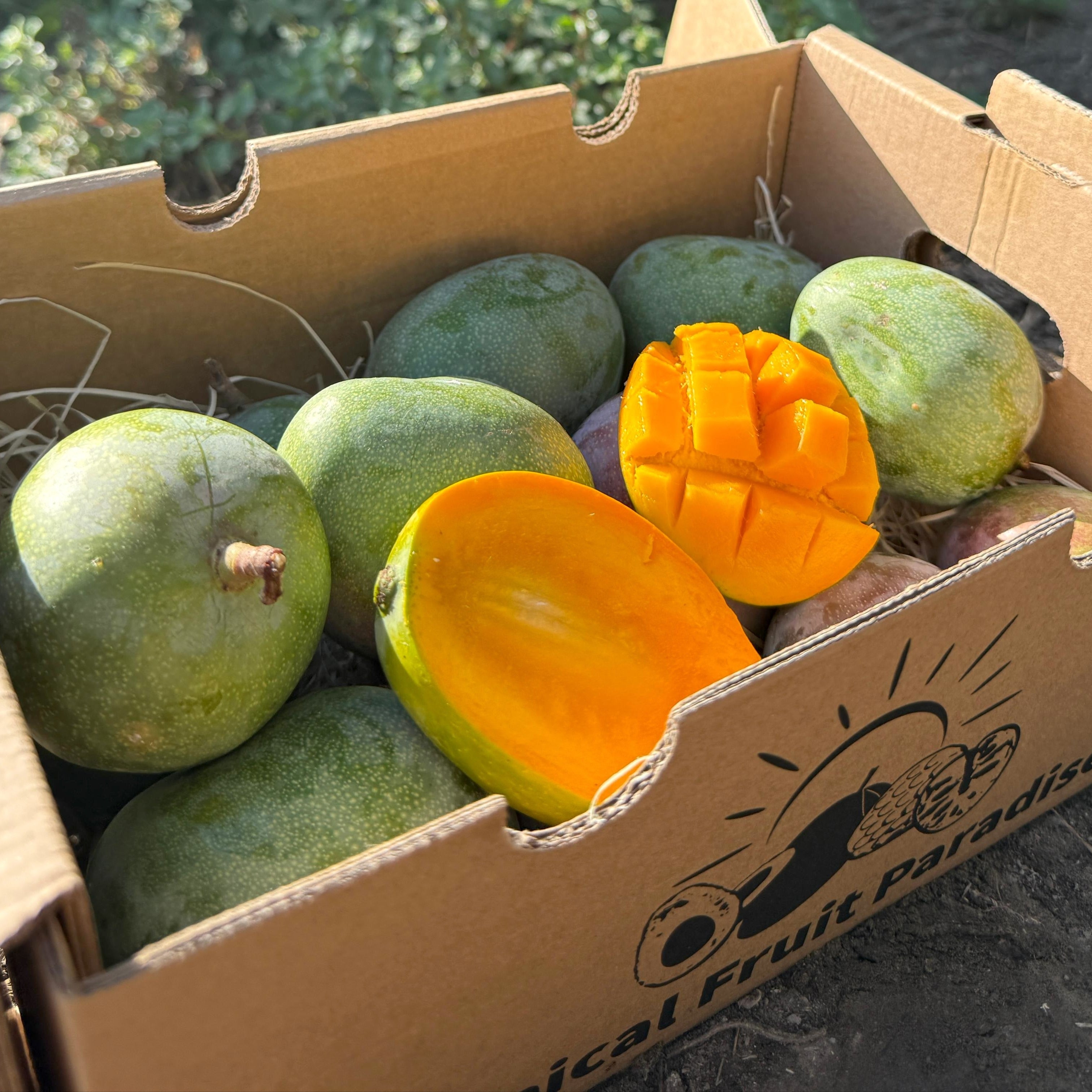 Mango Baby Kent TropicalFruitParadise Mango Baby Kent TropicalFruitParadise