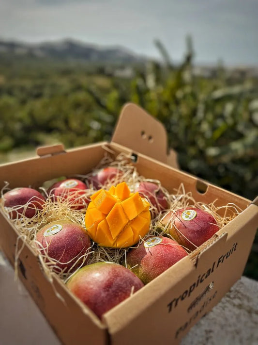 Kent Mango Mexico