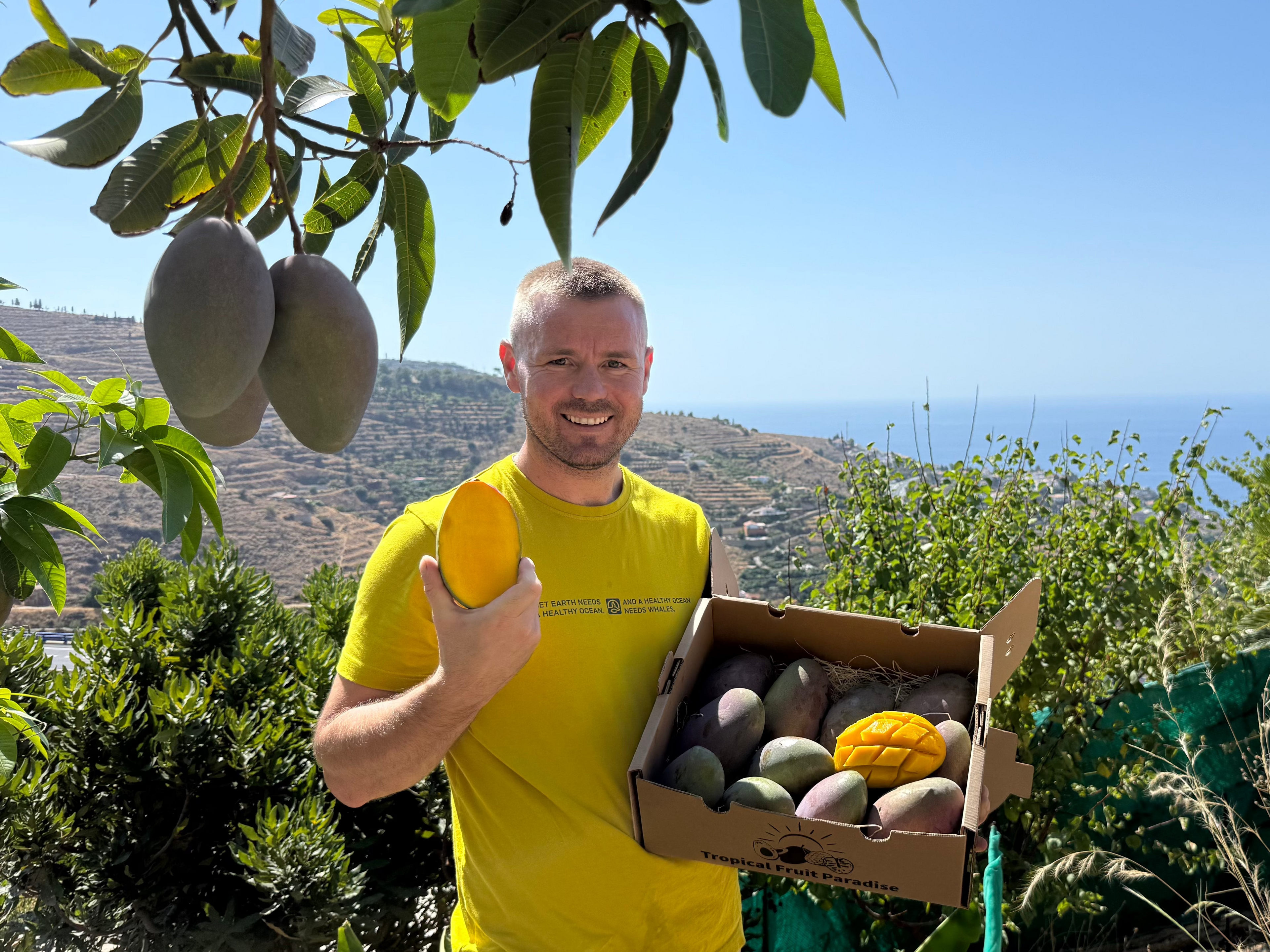 Fresh Osteen mango, oval shape with green skin and purple-red blush, halved showing yellow-orange flesh, in Tropical Fruit Paradise delivery box hold by Iulian Perseca