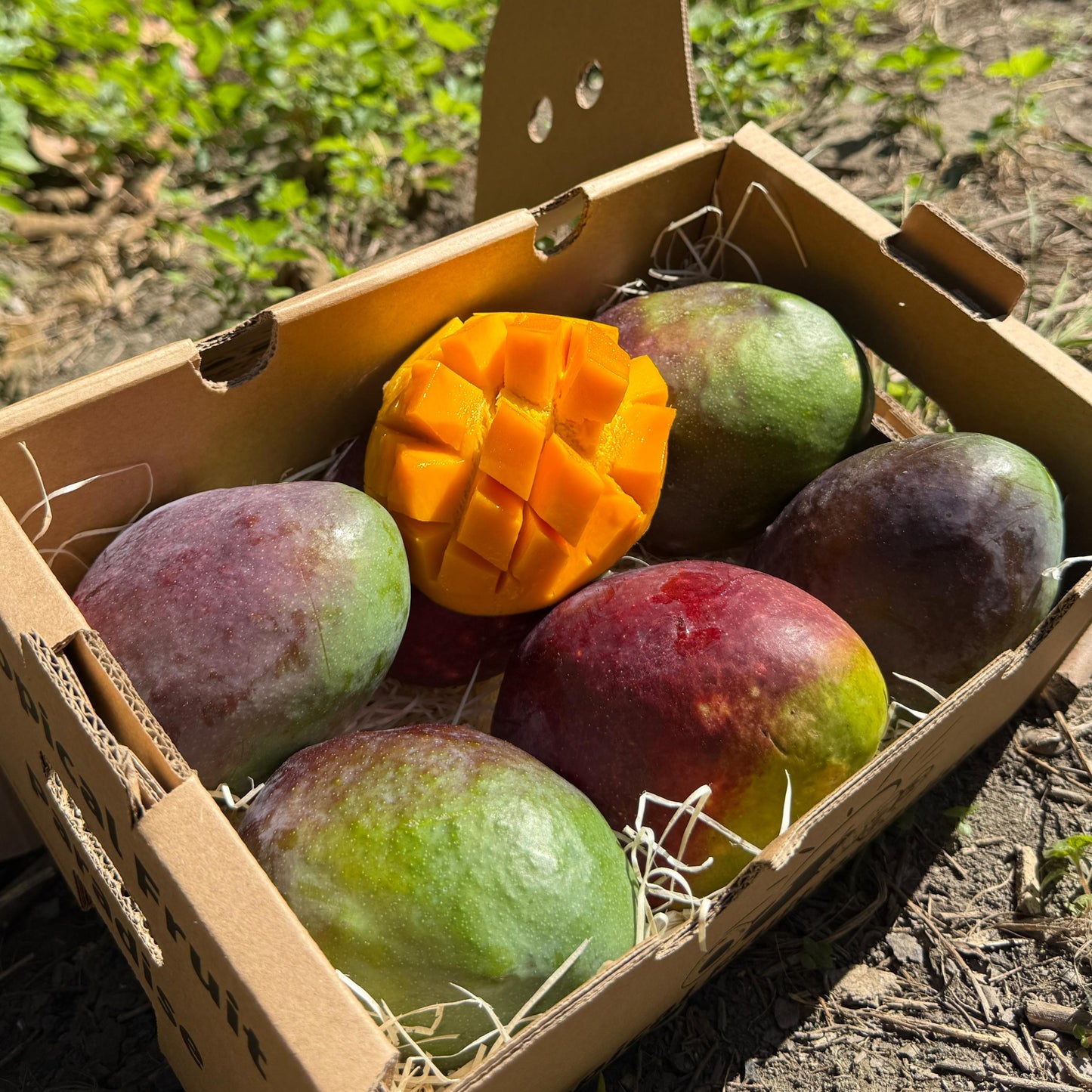 Mango Sensaction in a box