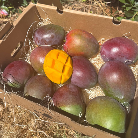 Mango Tommy Atkins Bio box