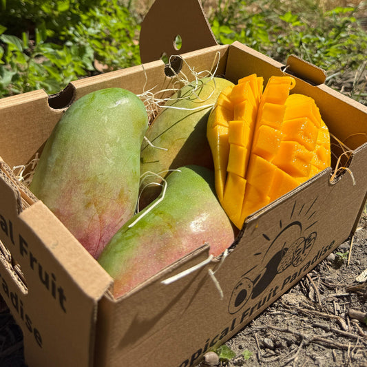 Mango Valencia Pride