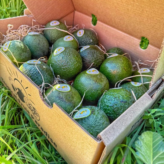 Box of avocados on grass