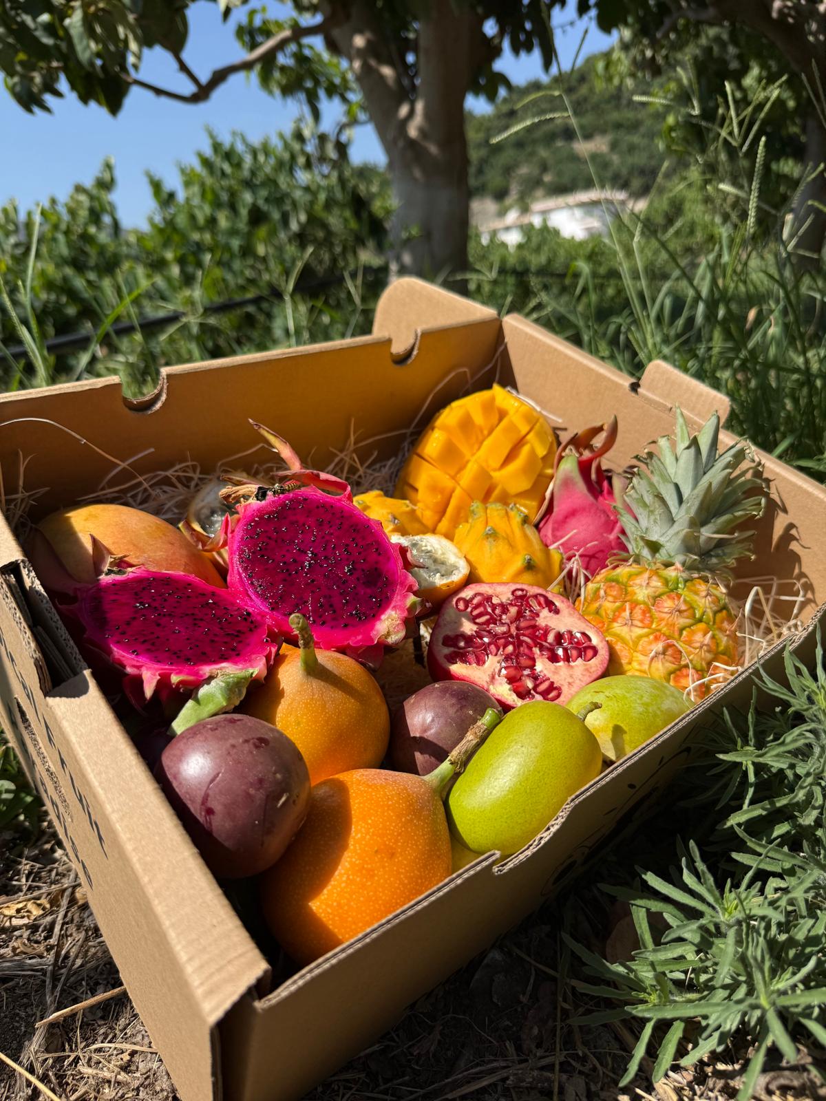 Mix Tropical Fruit – TropicalFruitParadise