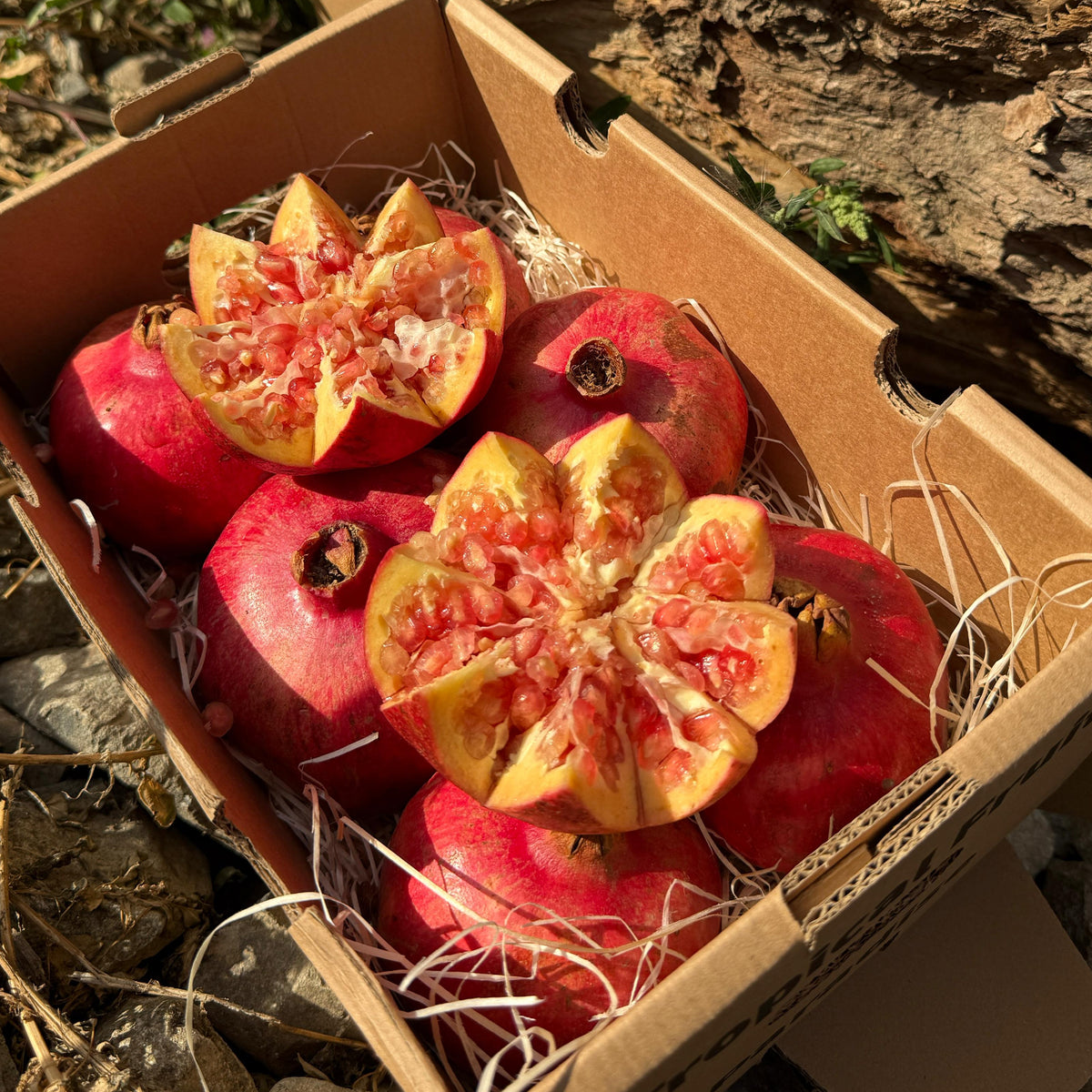 Pomegranate mollar in a cartoon box