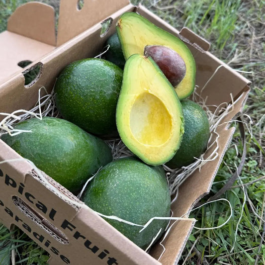 Zutano avocados in a 2 kg Tropical Fruit Paradise box, skin stays green when ripe, one halved showing pale yellow flesh