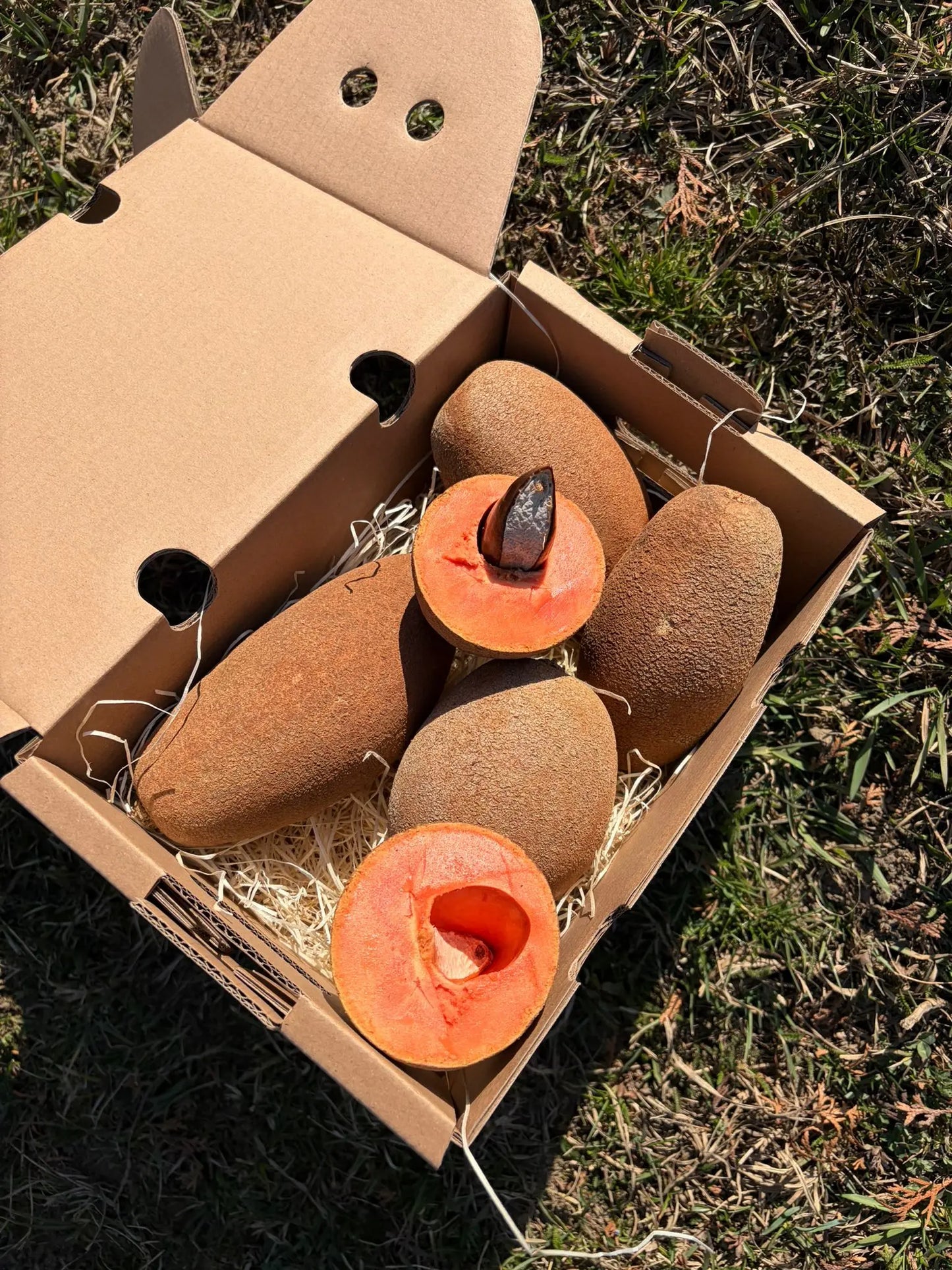Ripe Mamey Zapote fruit, sliced to show creamy orange flesh and glossy black seed, in a delivery box.