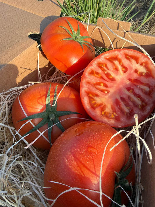 Large juicy Beef tomatoes, sliced open to reveal meaty interior texture, resting on straw inside a cardboard delivery box in natural sunlight.