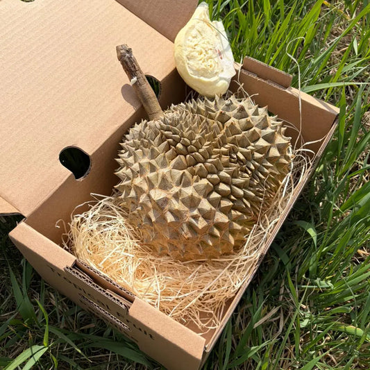 Whole exotic durian fruit with spiky rind and a piece of creamy flesh, resting on protective straw inside a delivery box on green grass.