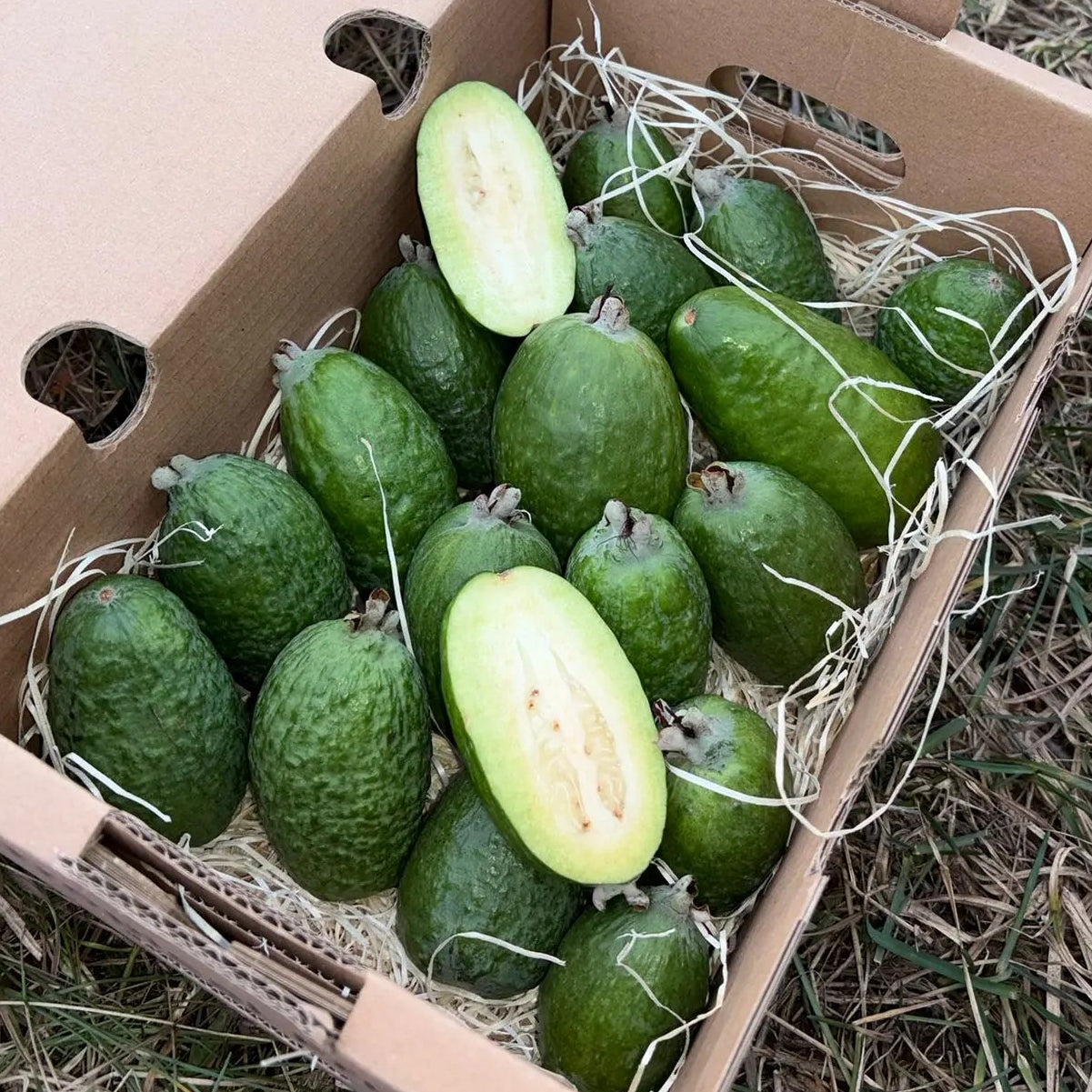 Fresh Feijoa (Pineapple Guava) fruits, sliced to show the creamy interior, delivered in a protective straw-lined box by Tropical Fruit Paradise.