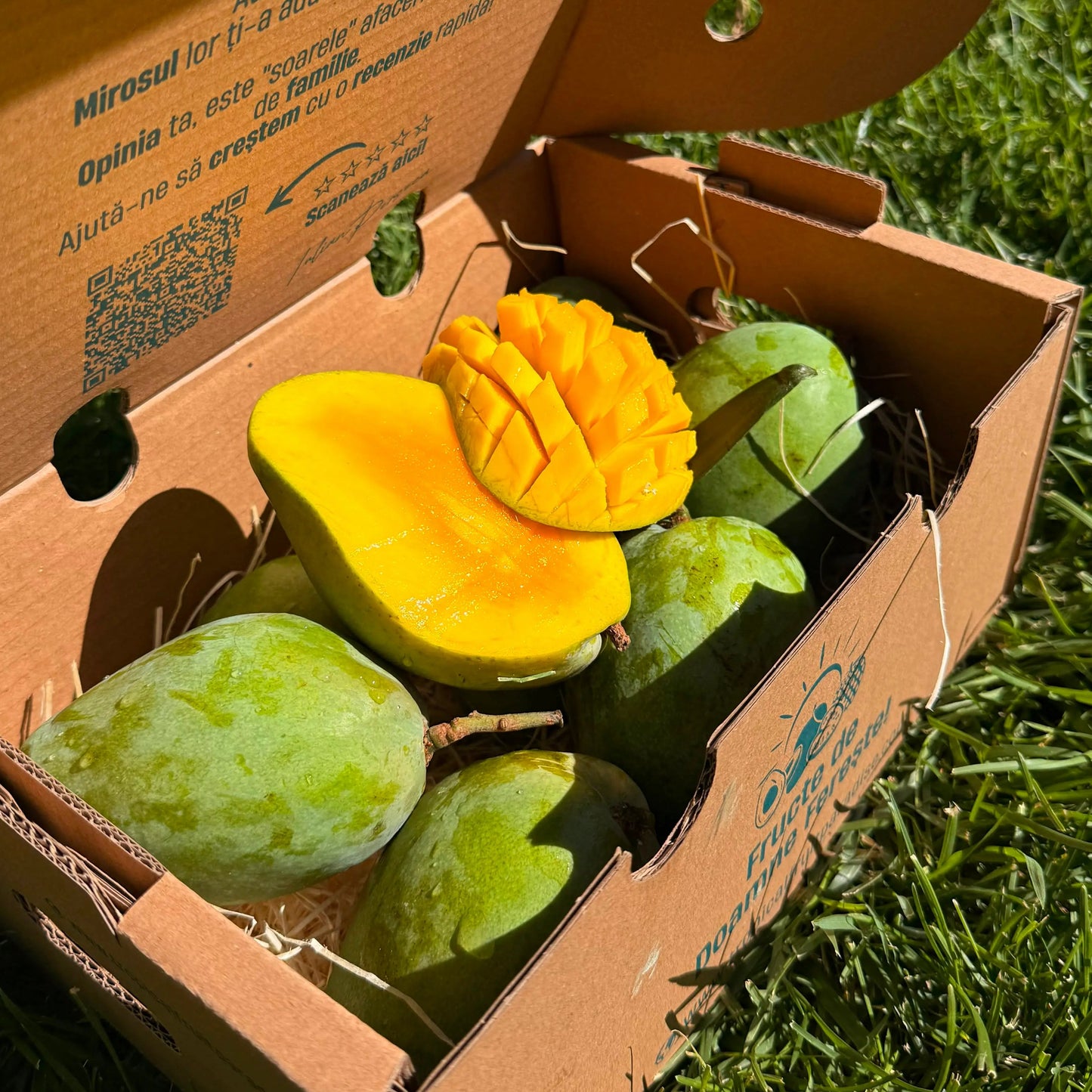 Mango Glenn