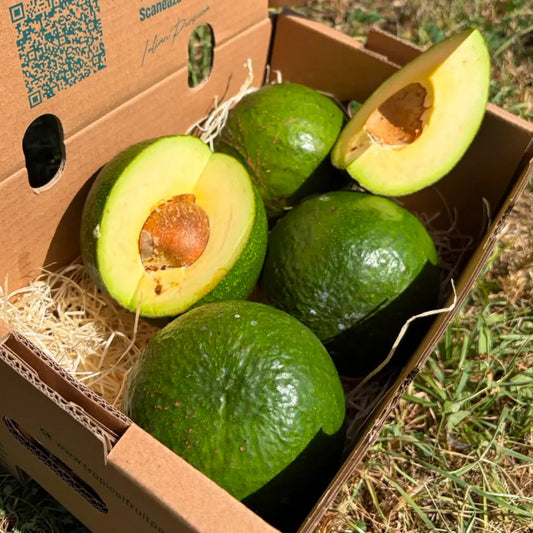 Fresh Margarida avocado, large round fruit with thick rough green skin, halved showing pale yellow buttery flesh, in Tropical Fruit Paradise delivery box