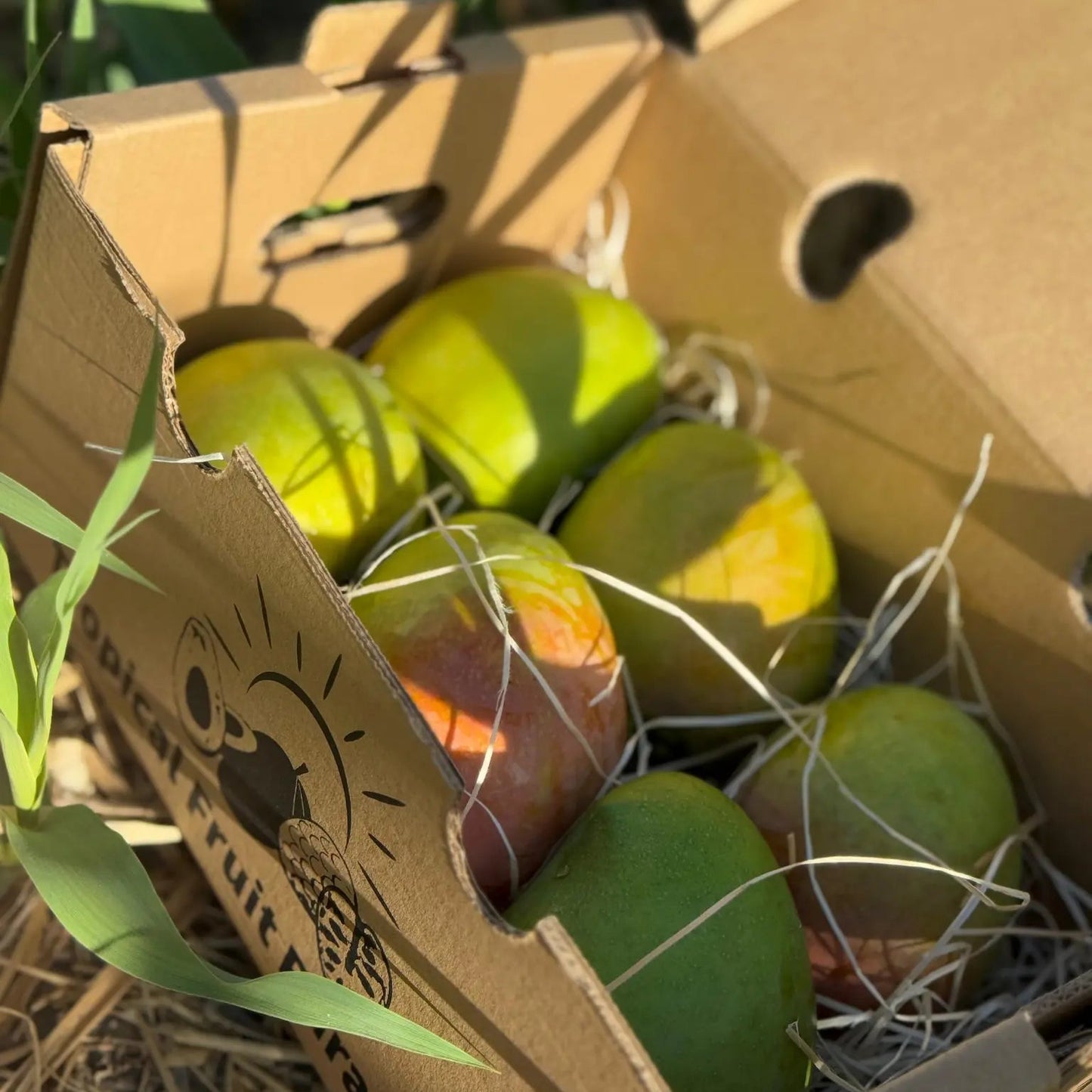 Six large fresh Kensington Pride mangoes, showing yellow-green skins with a red-pink blush, nestled on a bed of straw inside a branded Tropical Fruit Paradise cardboard box on a rustic background.