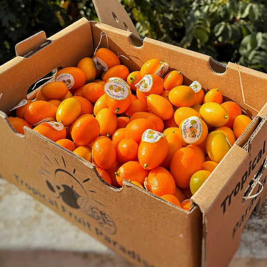 Fresh orange kumquat fruits in a Tropical Fruit Paradise delivery box, with an exotic landscape and palm trees in the background.