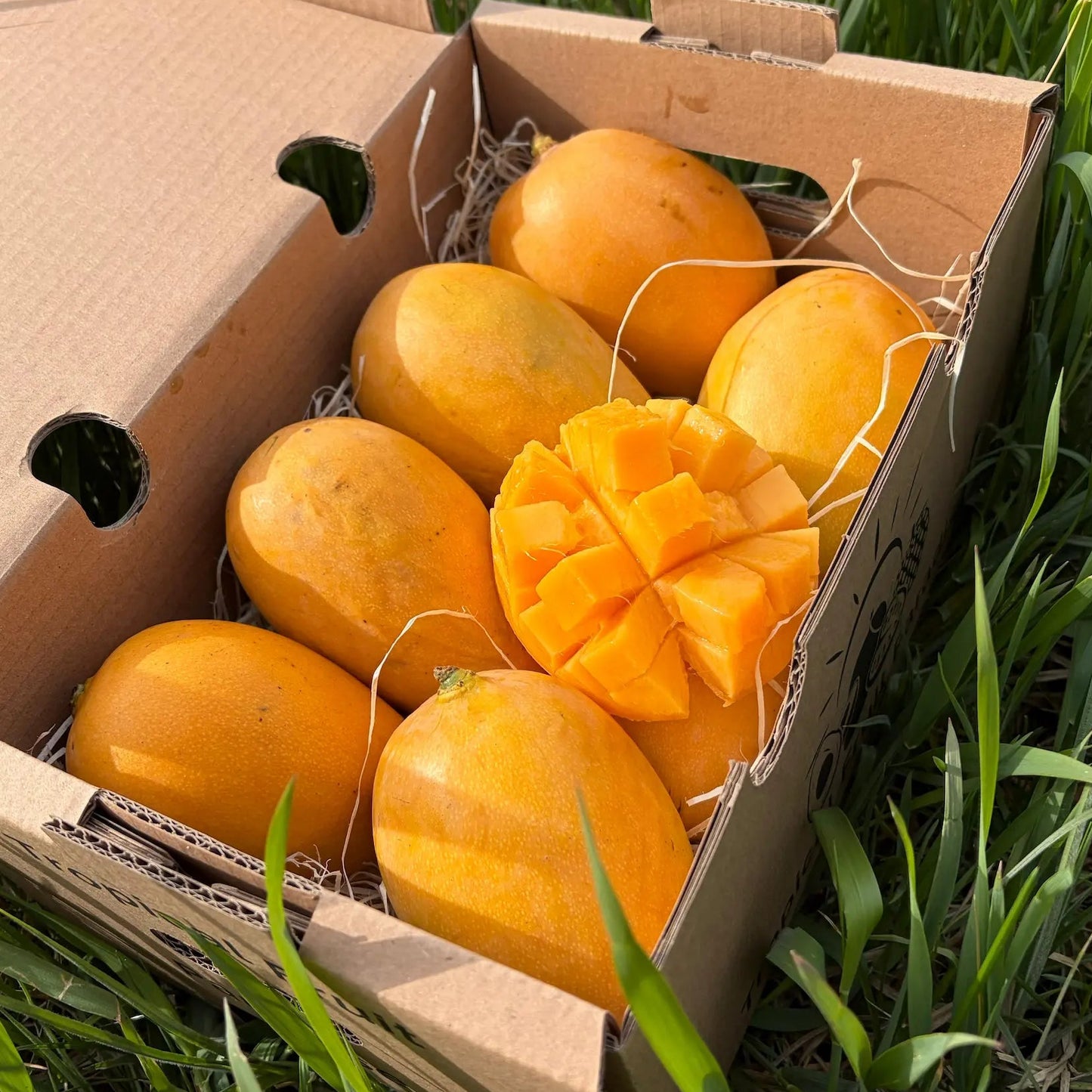 Ripe juicy Mingolo mangoes, displayed whole and cubed to show the vibrant orange flesh, inside a delivery box on green grass.