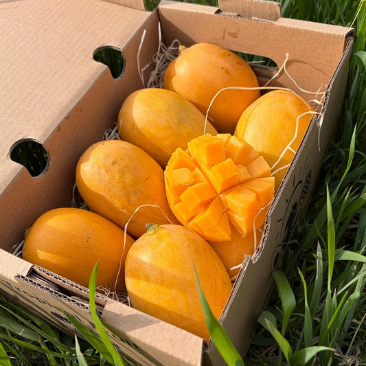 Ripe juicy Mingolo mangoes, displayed whole and cubed to show the vibrant orange flesh, inside a delivery box on green grass.