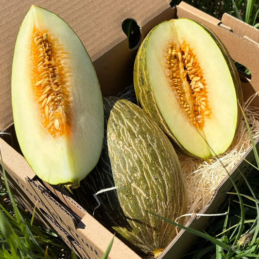 Mini Piel de Sapo melon, whole and sliced to reveal juicy white flesh and seeds, resting on straw inside a delivery box on green grass.