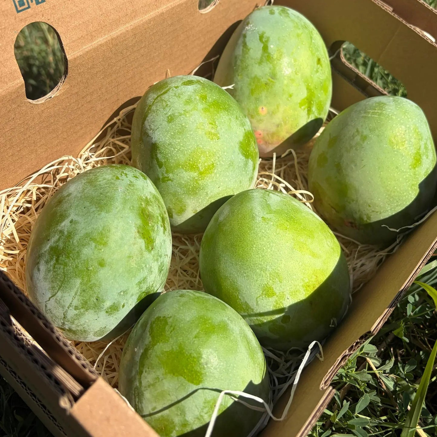 ardboard delivery box containing six fresh organic Lippens green mangoes resting on protective straw in the grass.