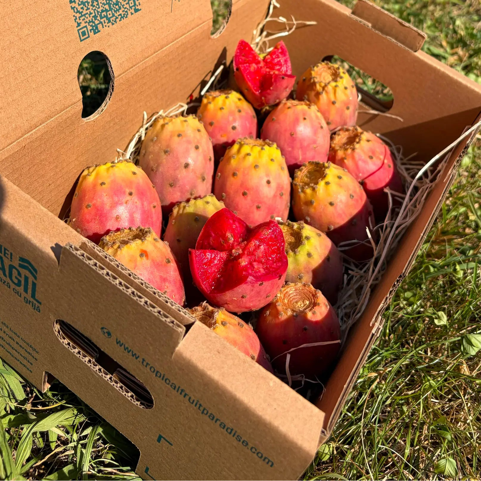 Cardboard delivery box filled with fresh yellow-red prickly pears (higo chumbo) on green grass, featuring flower-cut fruits showing deep ruby-red pulp.
