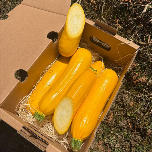 Fresh yellow zucchini, whole and sliced to show firm white flesh, in a delivery box on green grass.