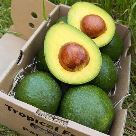 Giant Antillano avocado, sliced to show creamy yellow-green flesh and buttery texture, in a delivery box on grass.