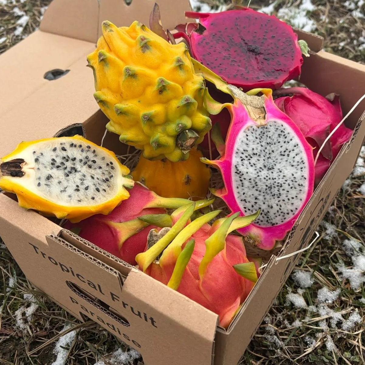 Mixed Dragon Fruit (Pitahaya) box with yellow and red varieties, sliced showing white and deep red flesh, delivered by Tropical Fruit Paradise.