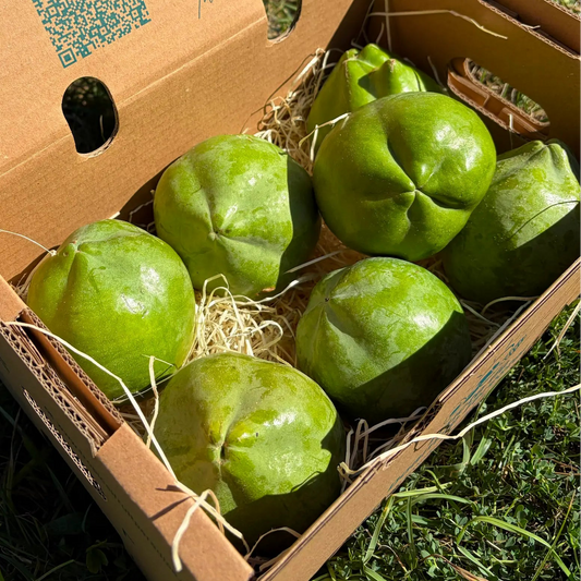 White sapote (zapote blanco), round green fruit with ribbed skin, packed on wood wool in a 2 kg Tropical Fruit Paradise box